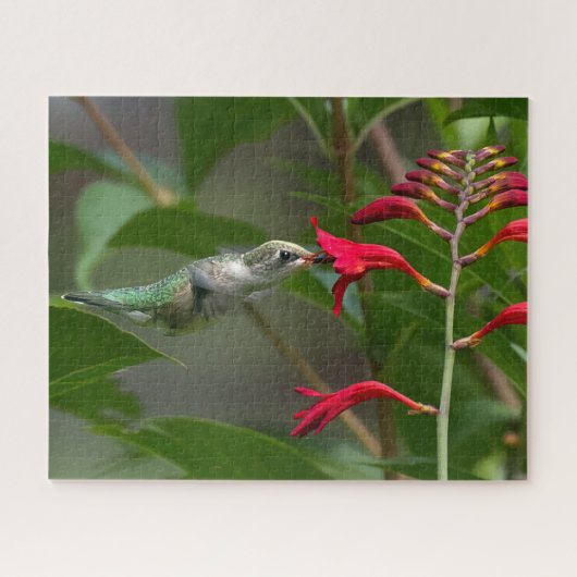 Kolibrie voeden bij Red Crocosmia Legpuzzel (Horizontaal)