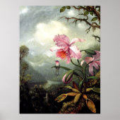 Kolibrie zit, fine art, poster (Voorkant)