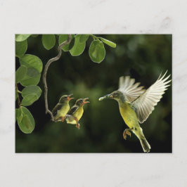 kolibriemoeder briefkaart