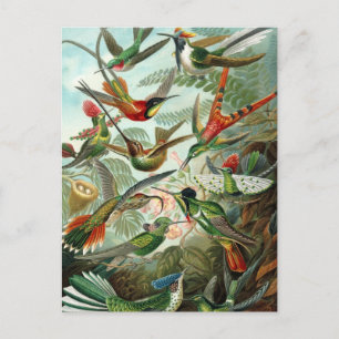 Kolibries door Ernst Haeckel, Oude Vogels Bomen Briefkaart