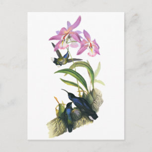 Kolibries en Roze Orchideeën Briefkaart