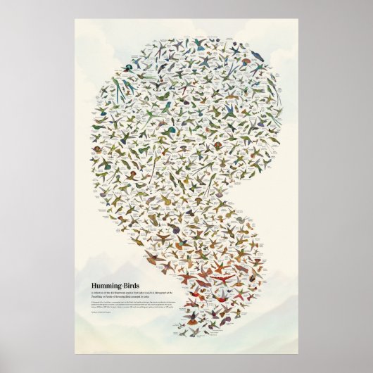Kolibries - Licht Poster (Voorkant)