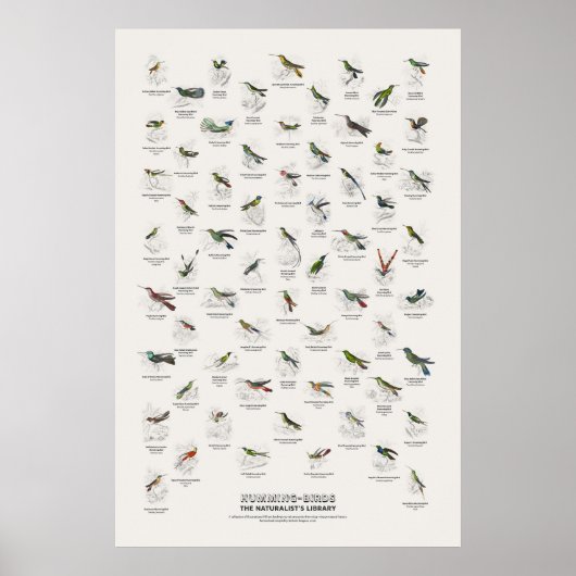 Kolibries - Naturalist's Library Poster (Voorkant)