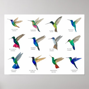 Kolibries Poster