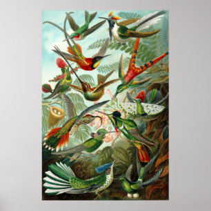 Kolibries van Ernst Haeckel Poster