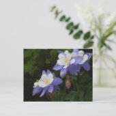 Kolommen Briefkaart (Staand voorkant)