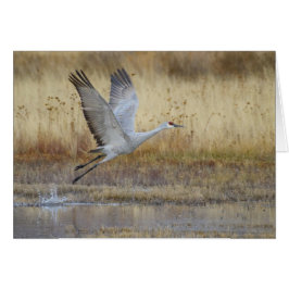 Kom mee met mij, Sandhill Crane