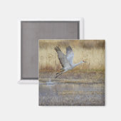 Kom met me vliegen Sandhill Crane Magneet (Voorkant / Achterkant)