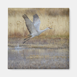 Kom met me vliegen Sandhill Crane Magneet