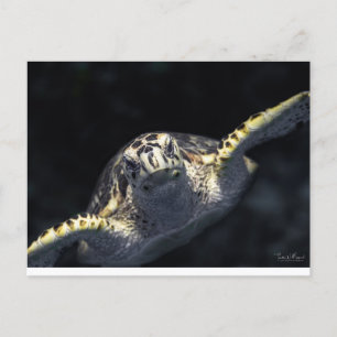 "Kom naar je toe" Briefkaart