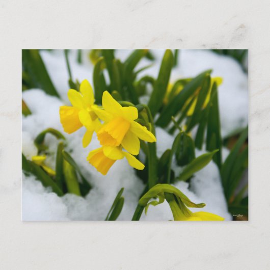 Kom op de lente tijd briefkaart (Voorkant)