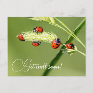 Kom snel goed met schattige kleine ladybugs briefkaart