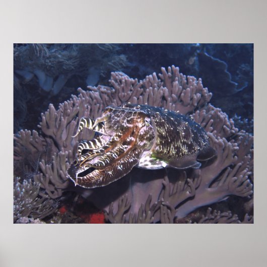 Komodo Cuttlefish Poster (Voorkant)