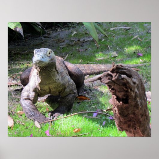 Komodo Dragon (0606) Poster (Voorkant)