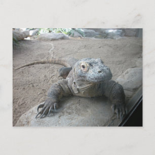 Komodo Dragon Briefkaart
