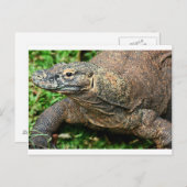 Komodo Dragon Briefkaart (Voorkant / Achterkant)