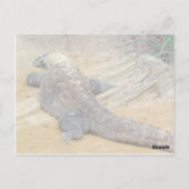 Komodo Dragon Briefkaart (Achterkant)