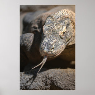 Komodo Dragon die zijn tong uittrekt Poster