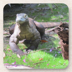 Komodo Dragon en plastique dur / Dessous de verre 