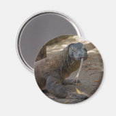 Komodo Dragon Licking Magneet (Voorkant / Achterkant)