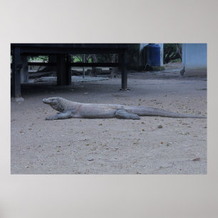 Komodo Dragon Poster