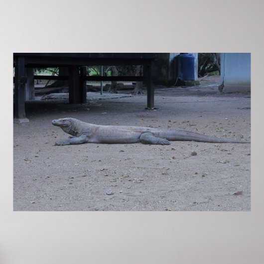 Komodo Dragon Poster (Voorkant)