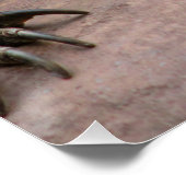 Komodo Dragon Protector Perfect Poster (Hoek)