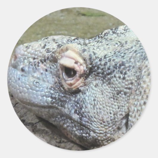 Komodo Dragon Ronde Sticker (Voorkant)