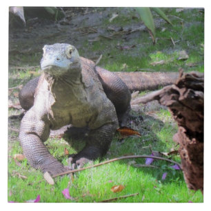 Komodo Dragon Tile Tegeltje