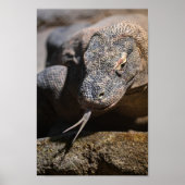 Komodo dragon toont zijn voorgekookte tong poster (Voorkant)