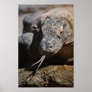 Komodo dragon toont zijn voorgekookte tong poster