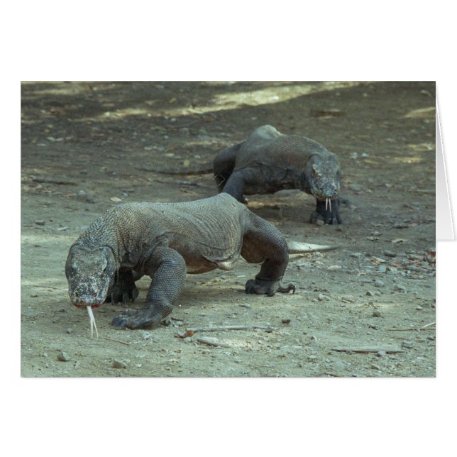 Komodo Dragons (Devant horizontal)