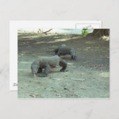 Komodo Dragons Briefkaart (Voorkant / Achterkant)