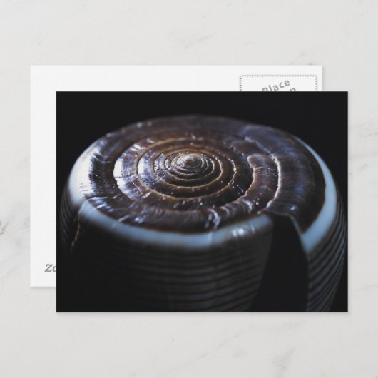 Kone schelp briefkaart (Voorkant / Achterkant)