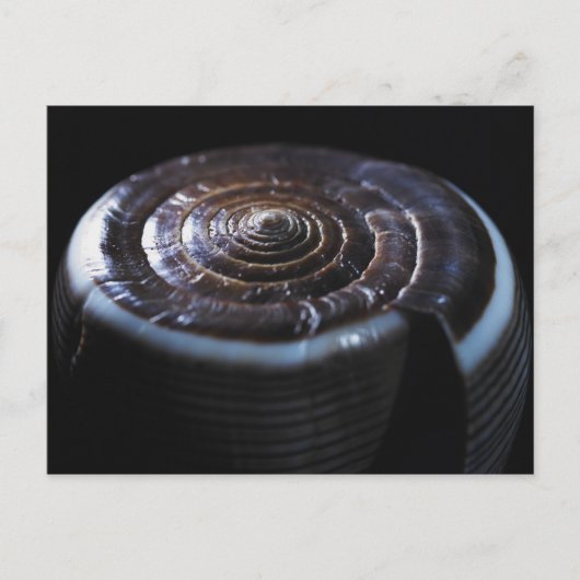 Kone schelp briefkaart (Voorkant)