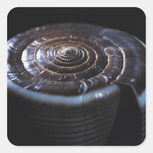 Kone schelp vierkante sticker (Voorkant)