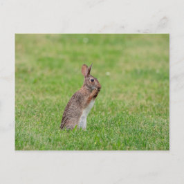 Konijn die in het gras staat en er verlegen uitzie briefkaart