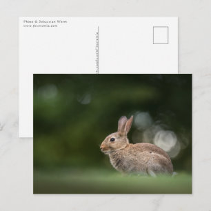 Konijn Natuur Foto Briefkaart