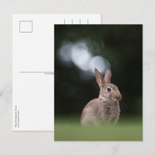 Konijn Natuur Foto Briefkaart
