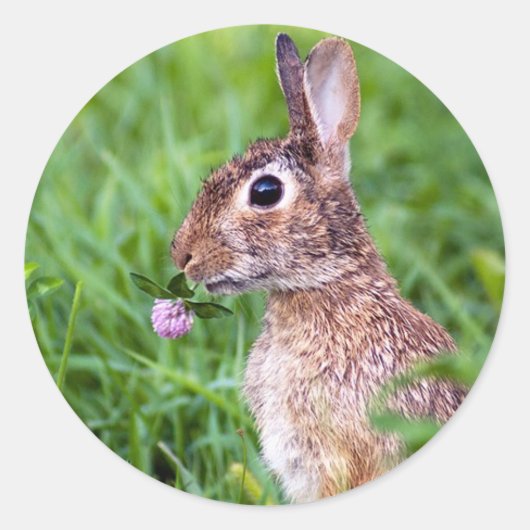 konijn ronde sticker (Voorkant)