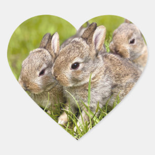 Konijnenfamilie Hart Sticker