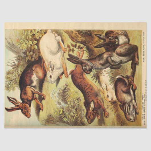  konijnenhaas Bunny Ephemera Decoupage Tissuepapier (Voorkant)