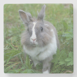 konijnenkonijn stenen onderzetter