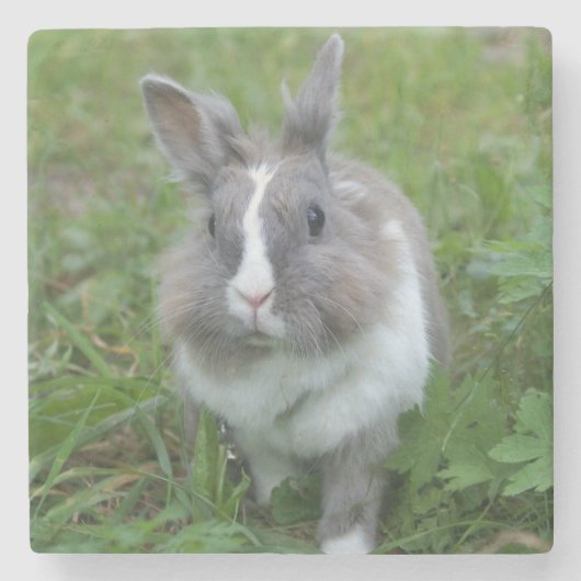 konijnenkonijn stenen onderzetter (Voorkant)