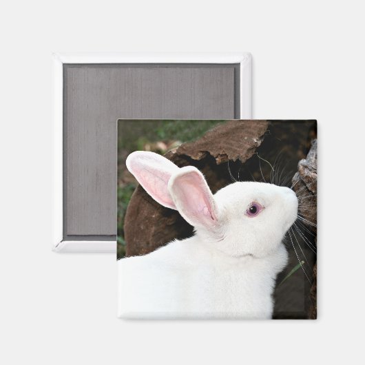 konijnenmagneet magneet (Voorkant / Achterkant)