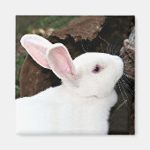 konijnenmagneet magneet (Voorkant)