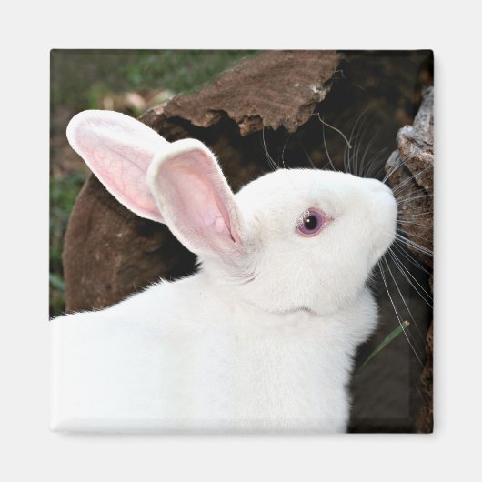 konijnenmagneet magneet (Voorkant)