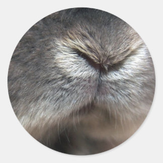 konijnenneus ronde sticker