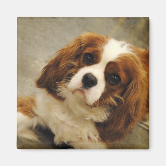 Koning Charles Cavalier Spaniel Magnet Magneet (Voorkant)