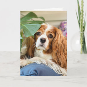 Koning Charles Cavalier Wenskaart Kaart